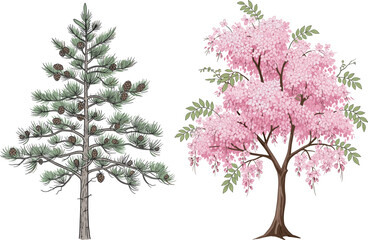 Pine tree illustration, mimosa tree artwork, botanical contrast, needle foliage, pink flowers, nature diversity, coniferous and flowering trees, educational design, seasonal flora, ornamental branches