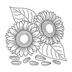 Hand drawn sketch of two sunflowers with seeds and leaves