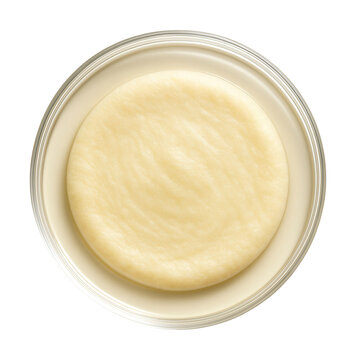 Creamy, smooth circular bacterial colony on an agar plate.