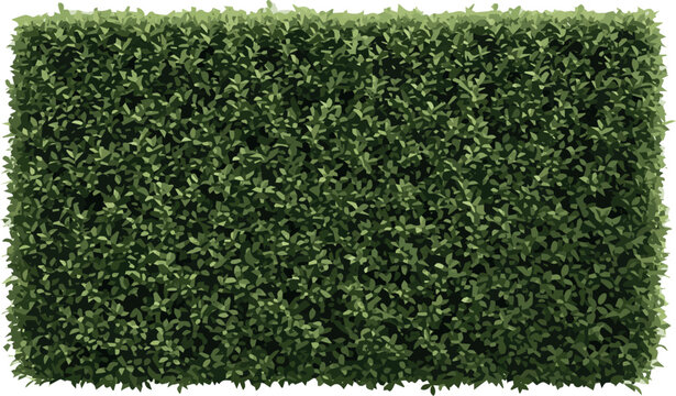 Create A Lush green box hedge fence, perfect for landscaping and garden design, adds privacy and beauty to outdoor spaces on White Background.