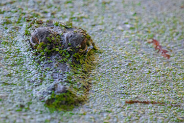 Alligator Camouflaged Beneath Algae-Covered Water Surface
