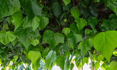 English Ivy green leaves, Hedera helix Green Ripple. Green background with leaves of climbing plant