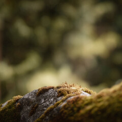 Fototapeta premium Mossy rock in a forest. Macro shot with a blurred background, creating a natural platform or product display. Evokes serenity and growth, suitable for organic themes.