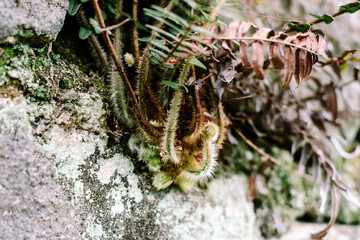 Nature's textures: vibrant furry plants thriving on rugged moss-covered rocks