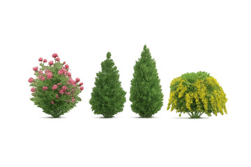 pine tree isolated on white - Four ornamental shrubs and small trees with varied shapes and colorful foliage&mdash;stylized garden plants on transparent background
