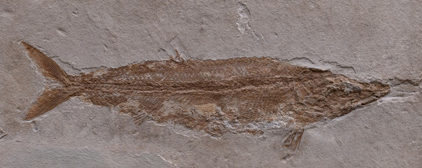 fossil of prehistoric fish in the stone