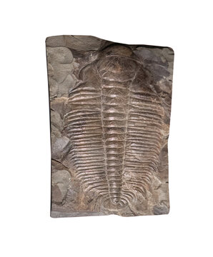 fossil of trilobite on white, isolated