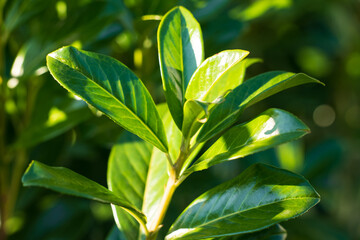 Close-up of glossy green leaves of Prunus laurocerasus, an evergreen shrub commonly used for hedges.