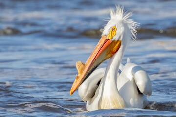 American White Pelican with Breeding Horn on Bill in Shallow Water