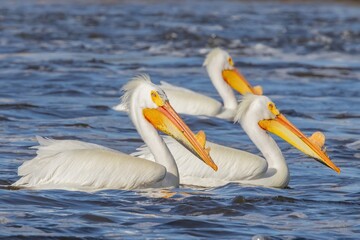 American White Pelicans Swimming in Blue Water