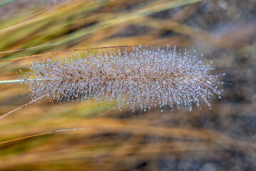 A single Pennisetum spike glistens with dew, each droplet a fleeting universe of light and calm — morning’s quiet breath made visible.
