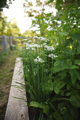 Chives growing in a backyard garden in Ontario, Canada.