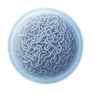 Cell nucleus with visible chromatin strands in interphase.