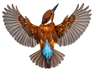 Ruddy Kingfisher in Flight – Top-Angle Dynamic Pose PNG