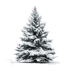 PNG Snow-covered evergreen tree outdoors.