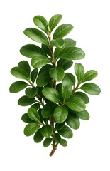 Fototapeta premium Creeping dwarf willow featuring broad, rounded leaves.