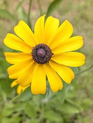 Close up on yellow daisies on blurry background