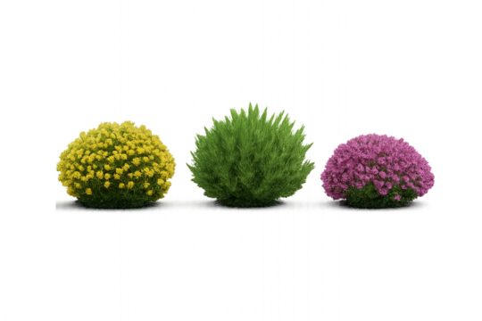 dragon fruit on white background - Three dome-shaped ornamental bushes with yellow, green, and purple foliage—stylized garden plants on transparent background