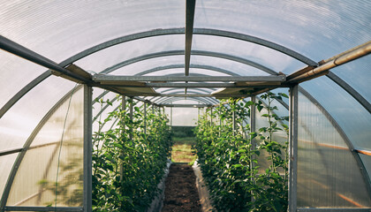 passive cooling greenhouse with ventilation shutters partially open allowing fresh air circulation to support healthy tree developmen