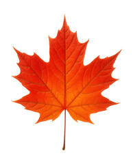 Fototapeta premium Autumn red maple leaf showcasing bright red and orange hues.