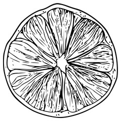 Obraz premium A cross-section of an orange or lemon (line drawing)