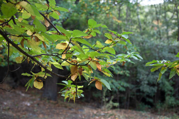 Green and yellow leaves on tree branch in serene forest setting