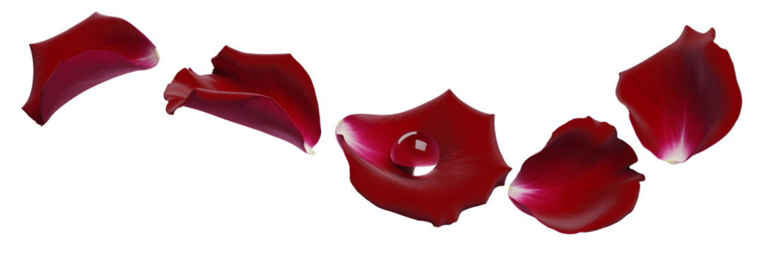 Scattered red rose petals isolated on transparent background