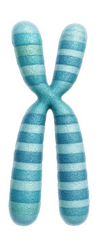 Chromosome banding shows a duplication on the short arm of chromosome 17.