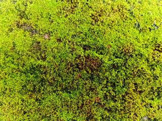 Green Moss Growing on Rock Surface. Beautiful and rich lush moss background texture.