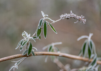green leaves in frost in winter