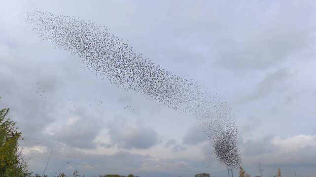 Large flock of birds swirling in cloudy sky forming abstract shape. Countless birds flying together above horizon creating motion pattern. murmuration coordinated flight of huge flocks of birds.