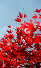 Minimalist plant photography, red branches, maple leaves. Autumn, beauty of nature.