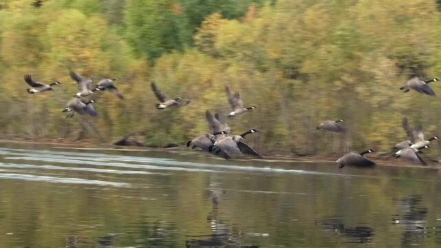Canadian geese starting to fly from a pond crossing over the area in autumn, Ancaster, Hamilton, ON, Canada