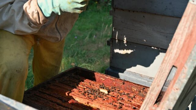 Unrecognizable Beekeeper opening honeycombs and inspecting bees under sunlight. Close view of the apiary work showing natural harmony, care, and connection between human and insects in a rural