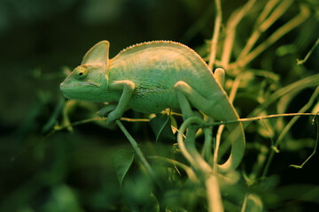 Chameleon in wild nature forest