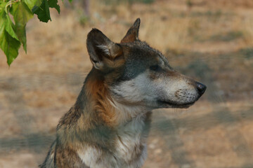 Wolf wild animal in the nature
