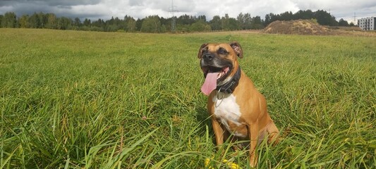 german shepherd dog © Pablo