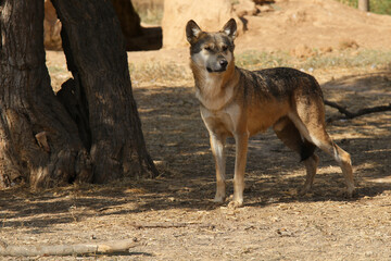 Wolf wild animal in the nature