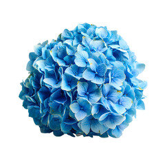 Blue Hydrangea Bloom with Tightly Packed Petals in Full Bloom