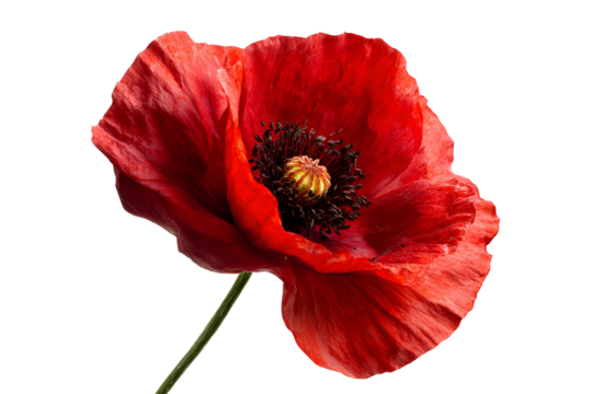 Vibrant red poppy flower isolated on transparent background