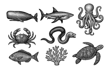 Intricate black and white marine life collection featuring diverse sea creatures