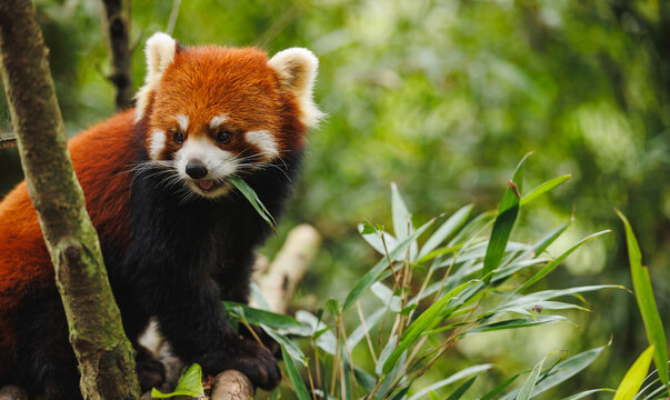One red panda in the forest