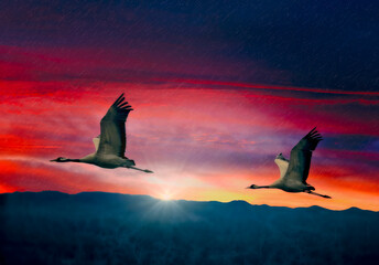 Flying cranes in the sunrise.
