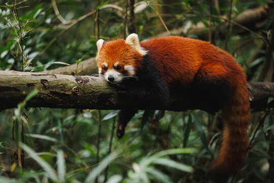 One red panda in the forest - Powered by Adobe