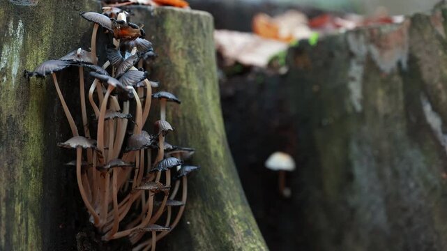 A Macro Shot Of A Cluster Of Small Ink Cap Mushrooms, Known As Coprinellus Micaceus, Growing On An Old Tree Stump In An Autumn Forest.