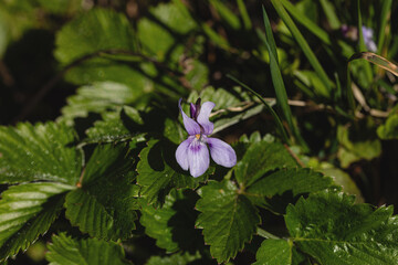 Im Erdbeerbeet zeigt sich ein Veilchen
