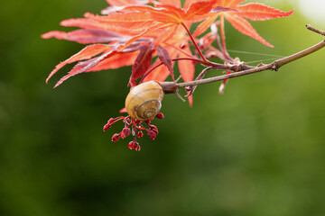 Schnecke an den Blüten eines Ahornbaumes