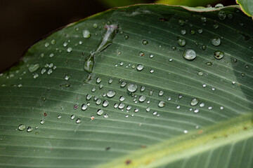 Banananenblatt und Regentropfen eine tolle Struktur