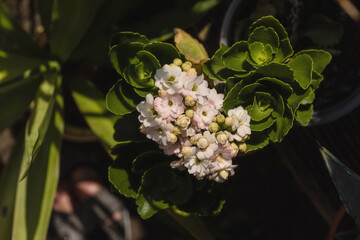 Herrlich Blüten bildet das flammende Käthchen