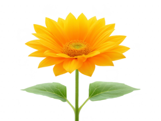 Bright yellow sunflower with vibrant petals and green leaves isolated on transparency background, symbolizing happiness and summer, perfect for nature and floral design concepts